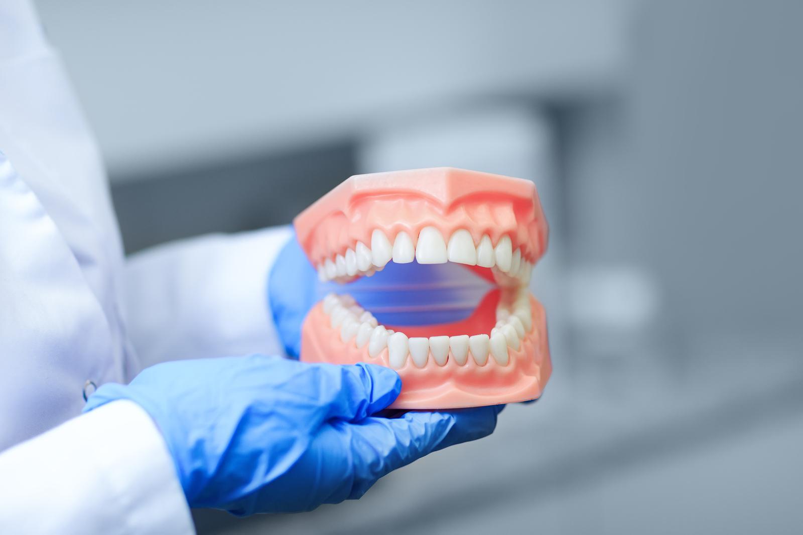 Dentist holding tooth model during a presentation